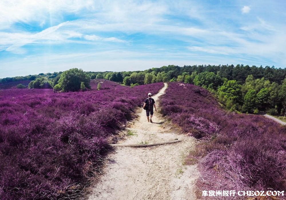 Chapter-Travel-op-de-Veluwezoom-Heide-Bloei--1000x700.jpg