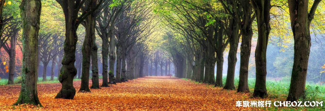 Amsterdam%20Page%20-%20Beautiful%20trees.jpg